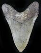 Glossy, Serrated Megalodon Tooth - Georgia #28829-2